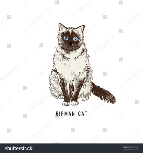 Hand Drawn Birman Cat Vector Illustration Stock Vector Royalty Free