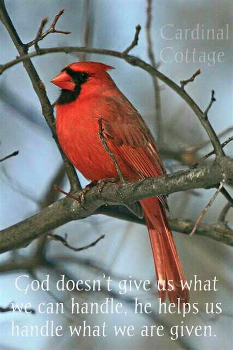 304 Best Images About Cardinals From Heaven On Pinterest Heaven