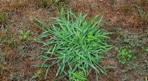 Top 8 Weeds That Look Like Grass Identify And Remove