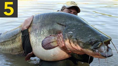 Biggest Catfish In The World Ever Caught