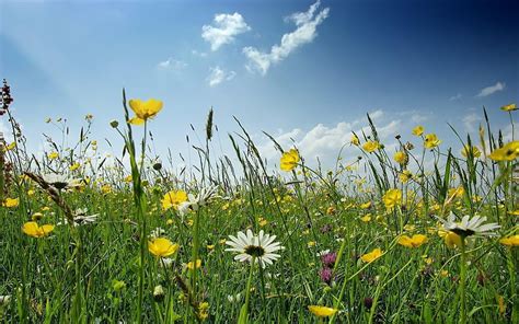 6 Wild Flowers Wild Flowers In Meadow Hd Wallpaper Pxfuel