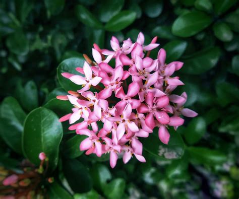 Pink Ixora Flowers Pixahive