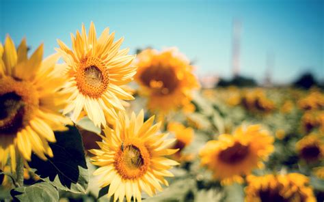 Tons of awesome aesthetic 4k wallpapers to download for free. Sunflower Garden, HD Flowers, 4k Wallpapers, Images ...