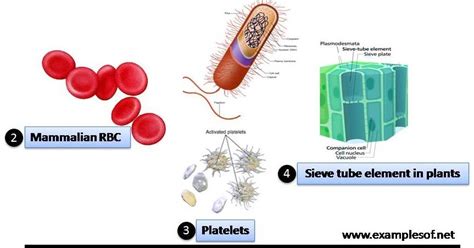 Some of the eukaryotic organisms have a nucleus that consists of up to four nucleoli. ExamplesOf.net: 4 Examples of Cell without Nucleus