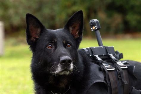 Durham Police Dogs Fitted With Military Style Cameras To Assist Armed