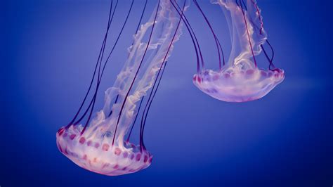 Jellyfish In The Ocean Wallpapers And Images Wallpapers