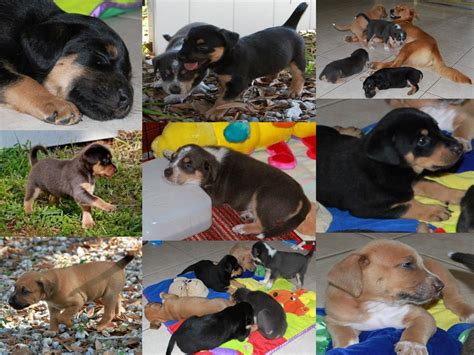 We discuss a lot about these little pups, their growth stages, nutritional needs, and even training! honeys puppies - Golden Retriever Rescue of Mid Florida