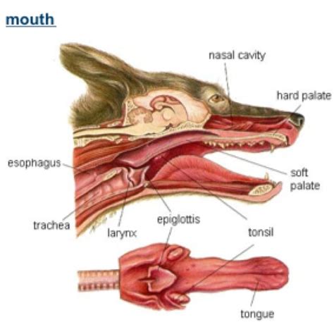 Mouth Dog Dog Anatomy Vet Medicine Vets