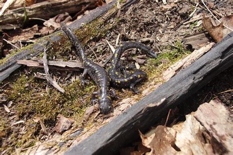 Spotted Salamanders Langlade Co Wi Two Good Sized Adults Flickr
