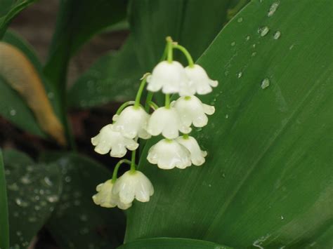 He was a redhead, even redder than maura whose hair was more of an astilbes produce their fluffy flower plumes in early summer and are best suited to damp ground and some shade, such as the edge of a. Shade Tolerant Flowers: Flowers To Grow In Shade