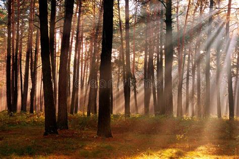 The Suns Rays Breaking Through The Trees In The Pine Forest In Stock