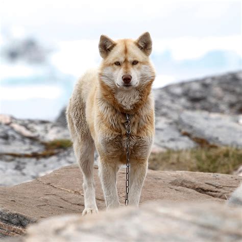 Greenland Dog Facts Wisdom Panel Dog Breeds