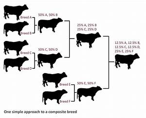 Cross Systems For Beef Cattle