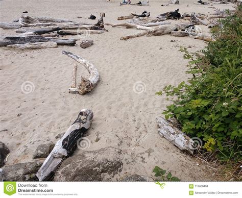 Ocean Driftwood At An Oregon Oceanside With A Beach Stock Photo Image