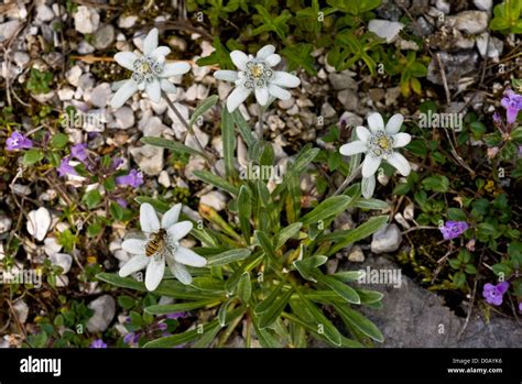 Alpine Flower Hi Res Stock Photography And Images Alamy