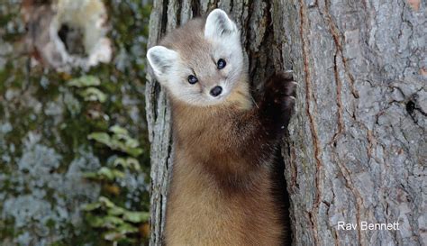 Econews Vt Story Conserving Connected Forest Habitat Key To