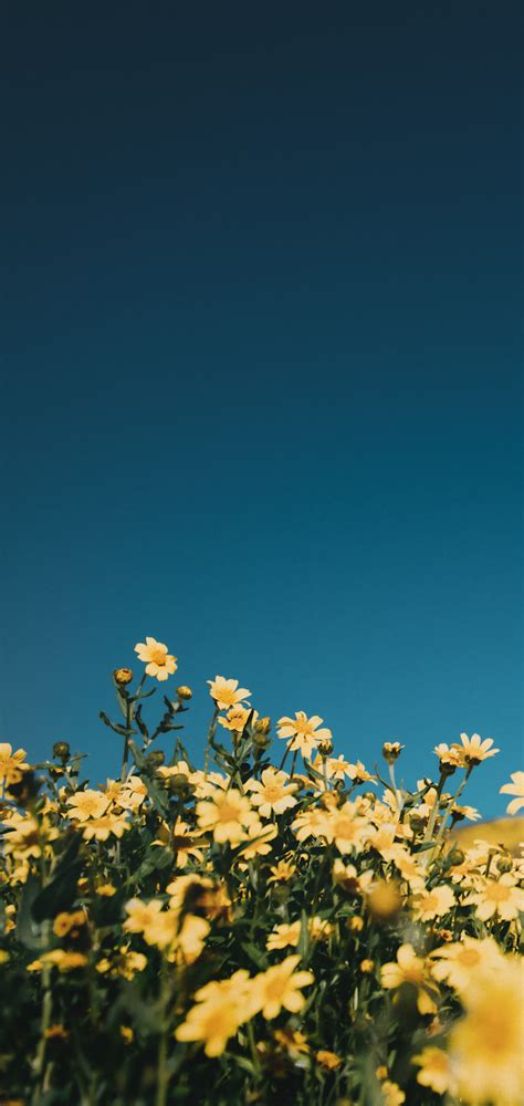 Yellow And Blue Flowers Wallpapers Wallpaper Cave