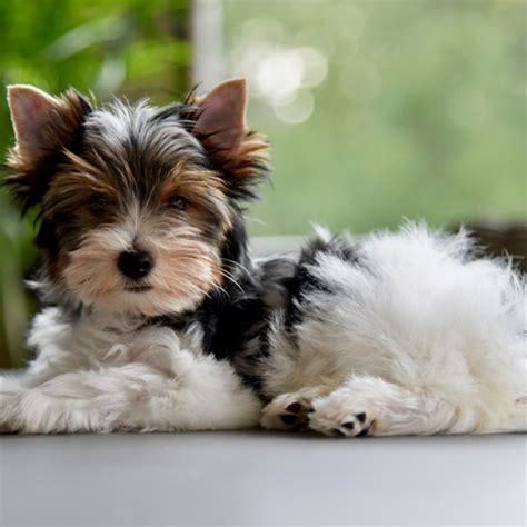 Meet The Biewer Terrier Newest 2021 Akc Recognized Breed Atelier