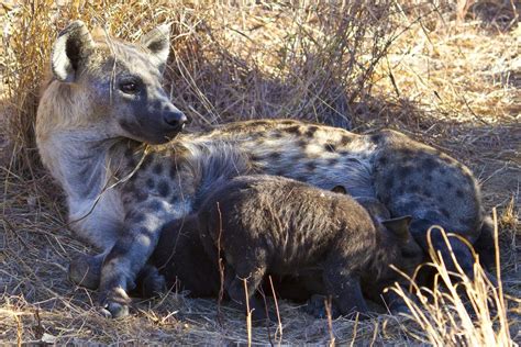 How Do Hyenas Reproduce Reproductive System Breeding Season And Mating