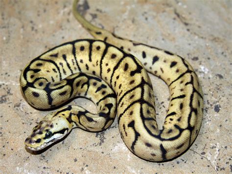 Leopard Pastel Spider Morph List World Of Ball Pythons