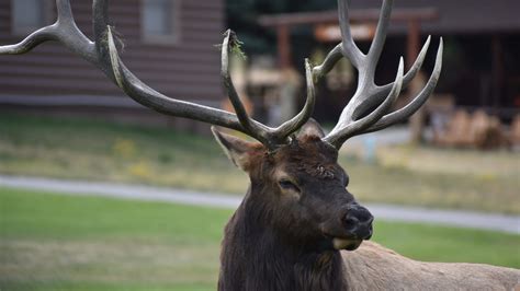 Male Elk Running Through Fort Collins Dept Of Wildlife On Scene
