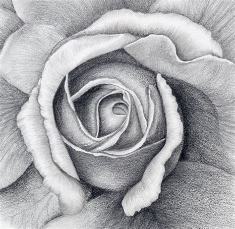Drawing Of A Rose Pencil Drawings Flower Drawing Improve Drawings