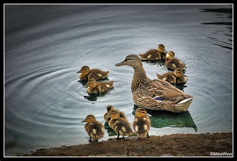 The children fed the ducks and squirrels there. Mike's Photo Adventures: Mother Duck and Her Baby Ducks