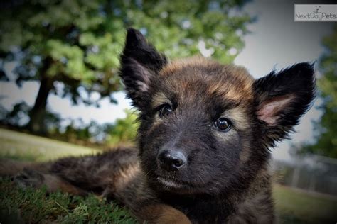 Their parents are both akc registered looking for a german shepherd puppy. Bring Me Home! : German Shepherd puppy for sale near ...