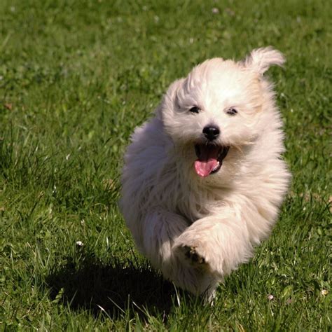 Get Ready For Spring With These Coton De Tulear Puppy Pictures