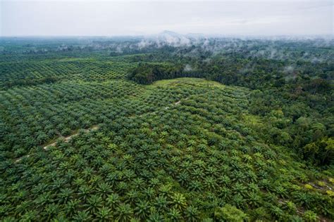 Des palmiers à huile nains pour limiter la déforestation
