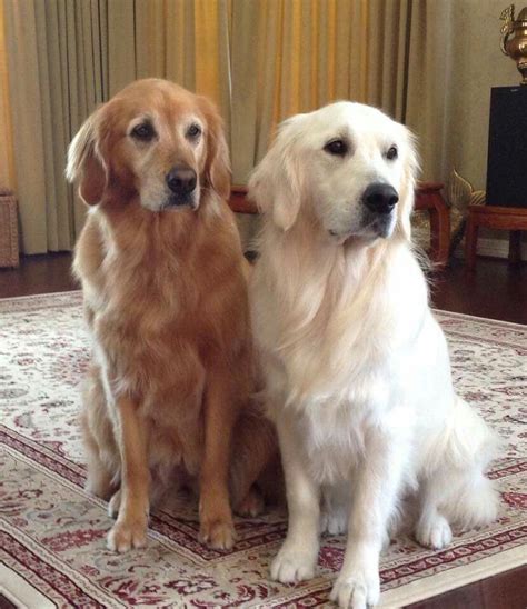 Two Beauties Golden Retriever Labrador Retriever Puppies Golden
