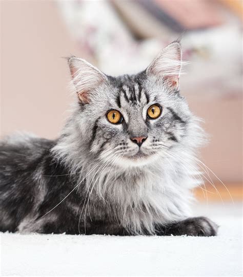 It has a distinctive physical appearance and valuable hunting skills. Maine Coon Cat Size By Age