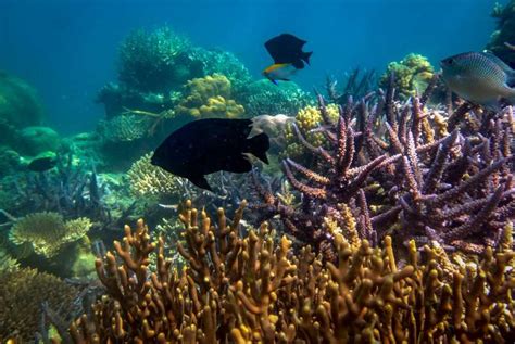 Walaubagaimanapun, terumbu karang adalah ekosistem sensitif, di mana ia sentiasa terdedah dengan kerosakan apabila terganggu oleh faktor semula jadi ataupun antropogenik (lee & mohamed 2011). 10 Persen Terumbu Karang Dunia Ada di Indonesia ...