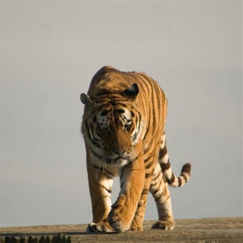 Prowling Tiger Stock By Sassy Stock On Deviantart