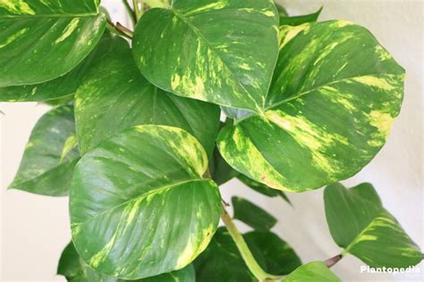 Philodendron Houseplant Types How To Grow Care And Plant Plantopedia Plants Big Indoor