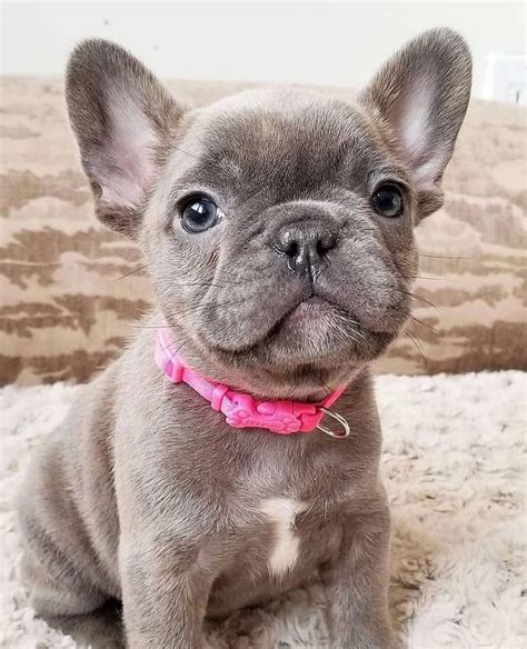 14 Pictures Of French Bulldogs To Make Your Day Page 2 Of 3 Petpress