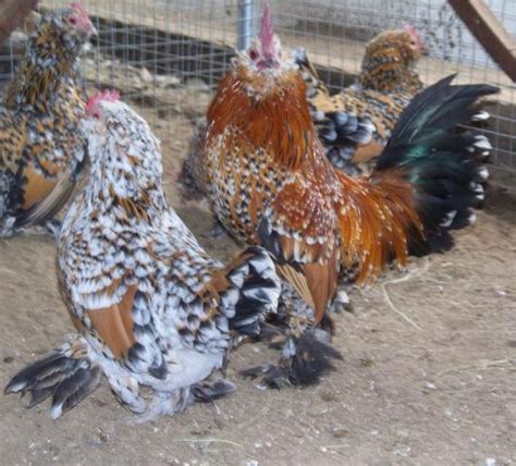 The d`uccle chicken was developed in uccle. 12+ Mille Fleur Bantam D'Uccle Hatching Eggs+++24 Hr ...