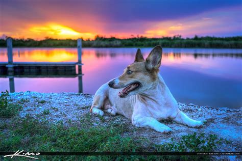 Kogi Dog At Lake Okeechobee Florida During Sunset Hdr Photography By