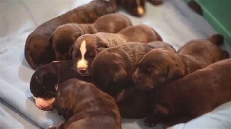 New Born Pitbull Puppies Youtube