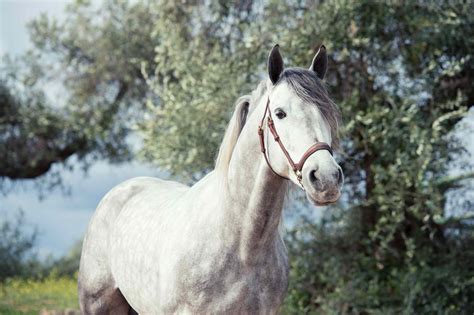 10 Best Spanish Horse Breeds