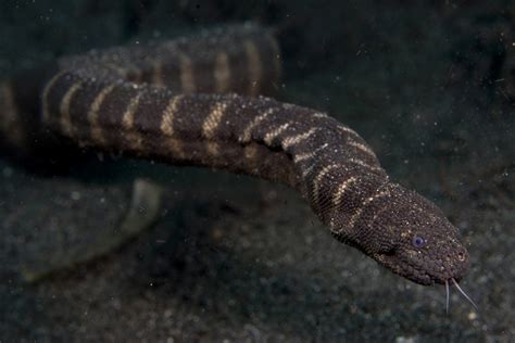 Elephant Trunk Snake Scubazoo Flickr