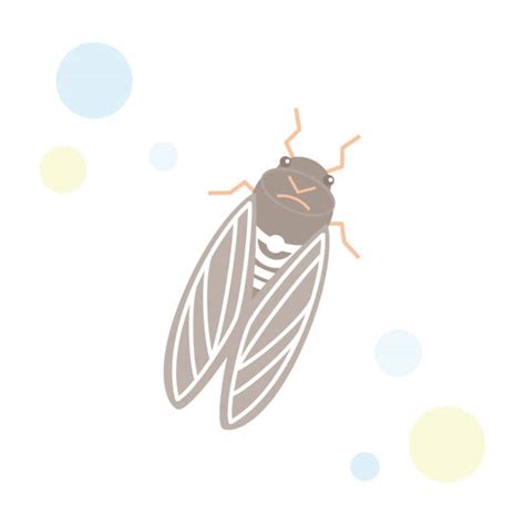 Best Cicada Illustrations Royalty Free Vector Graphics And Clip Art Istock