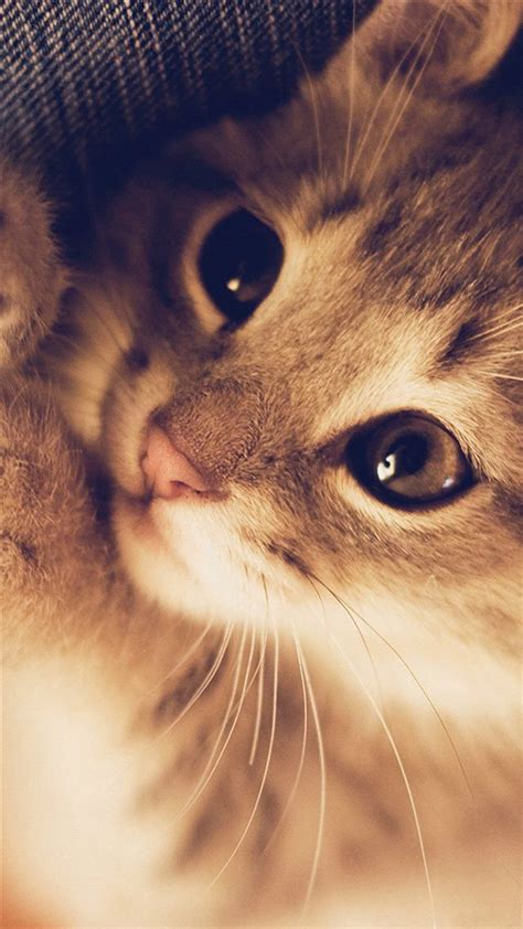 Cute Cat Kitten Nature Animal Iphone 8 Wallpapers Free