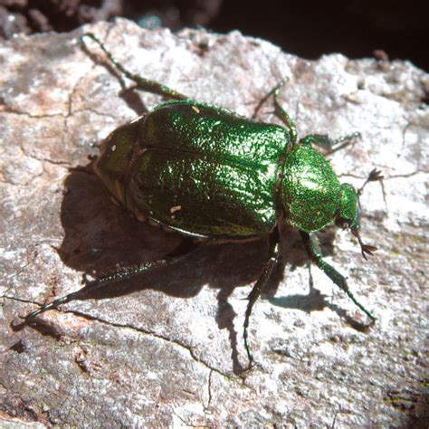 Rare Beetle Discovery Peoples Trust For Endangered Species
