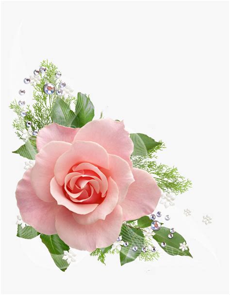 Single Pink Rose Png Clip Art Pink Flowers No Background Transparent