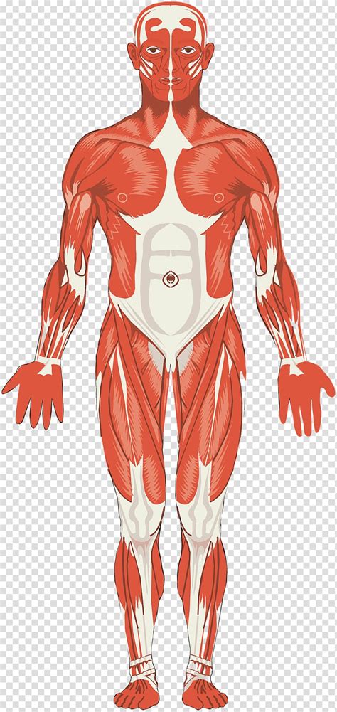 Muscular System Diagram Unlabeled