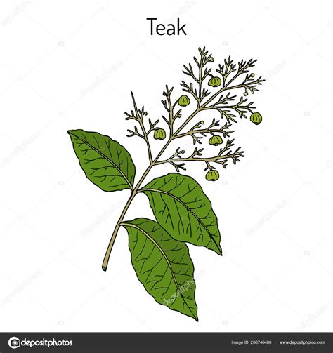 Teak Tree Tectona Grandis Medicinal Plant Stock Vector Image By