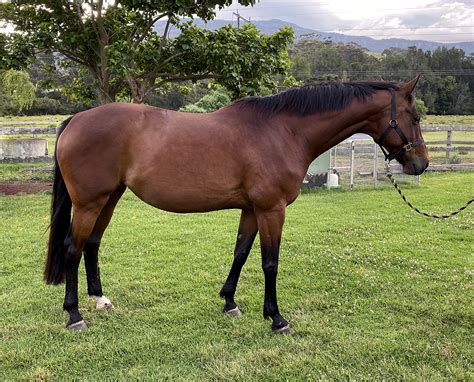 Sandro hit oldenburg stallion 1993 photos, videos, competition results, progeny, pedigree analysis. Sandro Hit Warmblood Mare For Sale