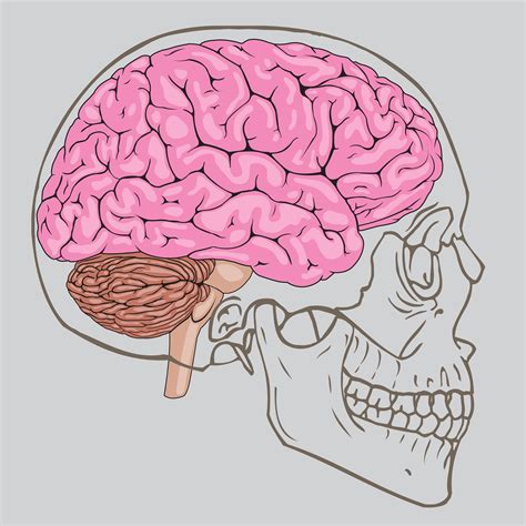 Pink Brain Inside Human Skull 1166071 Vector Art At Vecteezy