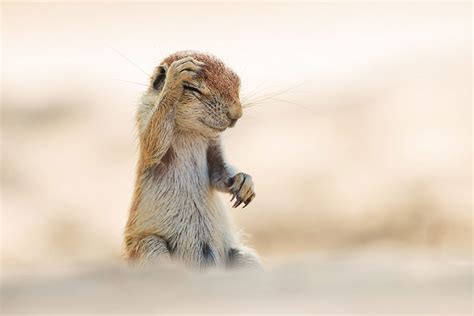 13 Hilarious Winners Of The Comedy Wildlife Photography Awards